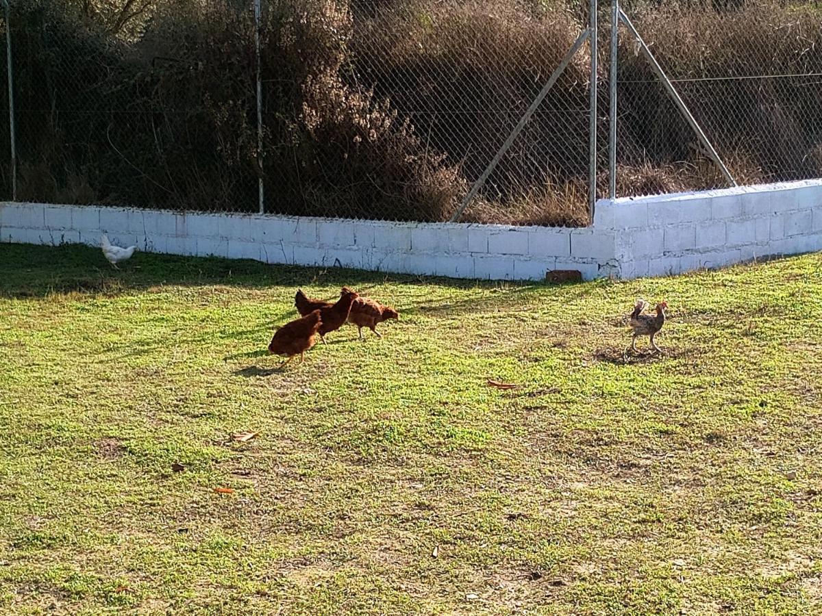 Casa De Campo Los Manueles Ideal Perros Pet Friendly Gojar Exterior foto